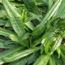 500 seeds culantro | recao cilantro| mix ,8 weeks needed to germinate