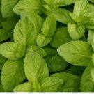 20 seeds spearmint bulk * mojito*mint julep*confectionery* herbal tea aroma*