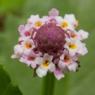 50 seeds frogfruit groundcover phyla nodiflora