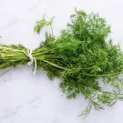 seeds vietnamese dill , hạt thì là - 300 pcs new