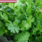 seeds 2021 cilantro seeds- organic- coriander- herb- 200 for the season