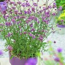 seeds 501purpletop vervain flower native wildflower herb tea drought container