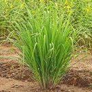 100 seeds lemon grass (cymbopogon flexuosis) heirloom premium strain grown in