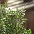 seeds ocimum sanctum holy basil herb