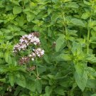 1000 seeds italian oregano culinary herb heirloom