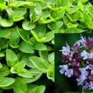 seeds 2024 200 sweet marjoram (origanum majorana) organic, non-gmo harvest