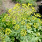 200 seeds of dill dillweed herb 100% organic grower -