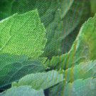 herb pepperment seeds. a garden favorite.