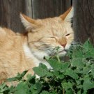 500 seeds catnip non - gmo fresh harvest for gardens cat says yummy