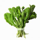 500 seeds arugula * bulk peppery flavor herb
