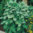 seeds 100 broadleaf sage heirloom non-gmo, always fresh for your garden