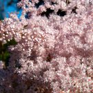 100 siberian meadowsweet filipendula palmata meadow sweet pink white flower seed