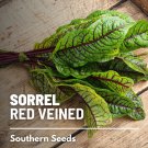 seeds sorrel, red veined - heirloom culinary salad green (rumex sanguineus)