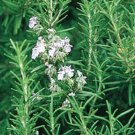 seeds rosemary great garden herb by seed kingdom 1,000