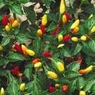 50 seeds tabasco pepper hot red capsicum fruitescens vegetable