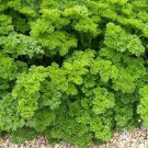 seeds parsley triple moss curled heirloom - 59c