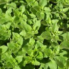 seeds 2021 oregano greek- herb seeds- 300