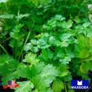 280 seeds cilantro herb - slow bolt (organic) non-gmo heirloom bogo 50% off