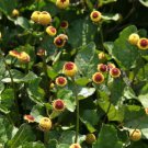 100 seeds toothache / eyeball plant spilanthes oleracea flower red yellow combsh