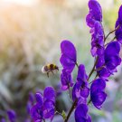 30 wolfs-bane, northern wolfs-bane seeds, striking perennial
