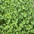 50 seeds papalo - (porophyllum ruderale) leavesed in salsa, salads & more