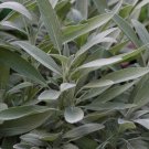 2021 seeds sage seeds- broad leaf- heirloom herb 50 $1.69 max /order