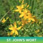 st. john's wort seeds, hypericum perforatum