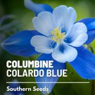 100 seeds columbine, colorado blue - pollinator & hummingbird friendly