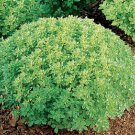 seeds mpb#11 basil dwarf greek herb 1,000