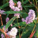 50 seeds pennsylvania smartweed - pinkweed