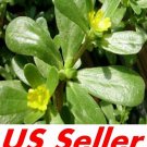 1000 seeds organic herb winter purslane t62, portulaca oleracea sativa