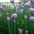 2021 seeds chives seeds- herb 300 $1.69 max. per order