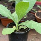 1 live plant nicotiana tabacum ( tobacco ) in gallon nursery pot
