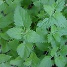 seeds catnip great garden herb ~ cats love it by seed kingdom 40,000
