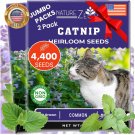 seeds catnip for planting, 2.6 grams, 4400 herb , indoor or outdoor growin