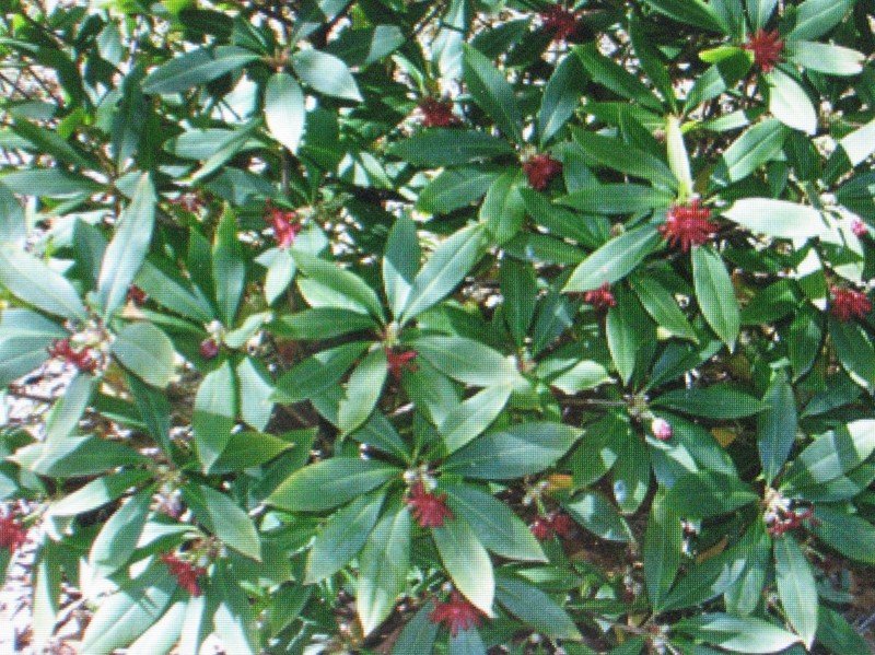 100 seeds anise herb *