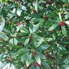 100 seeds anise herb *