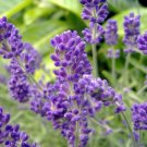 1 oz english lavender seeds, bulk heirloom non-gmo seed 27,000ct