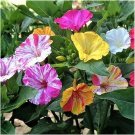 4 seeds mirabilis jalapa broken colors striped o'clocks -