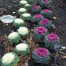 60 seeds ornamental kale mixed colors brassica oleracea flower *comb s/h