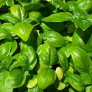 seeds basil sweet genovase heirloom garden herb by seed kingdom 1,200