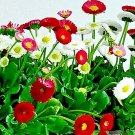 200 seeds bellis perennis super enorma flower (mix) | english daisy medicinal