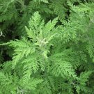 seeds 10,000 artemisia annua (sweet sagewort) | non-gmo fresh