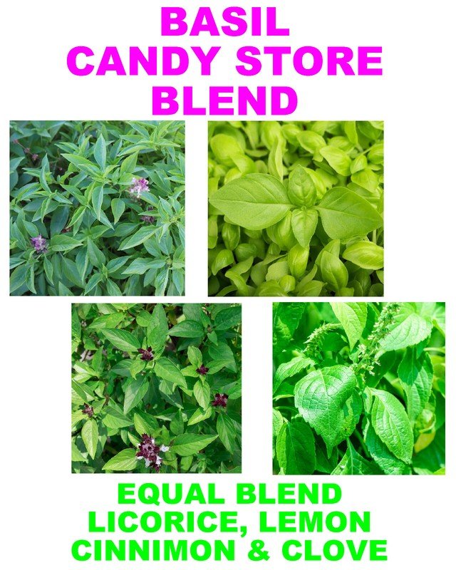 150 basil blend - equal parts fresh harvest for gardens