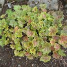 50 seeds heuchera americana coral bells dale's strain american alumroot flower