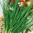 seeds garlic chive | organic non-gmo heirloom best seller