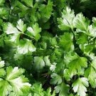 seeds parsley - dark green italian flat-leaf. 1.gram