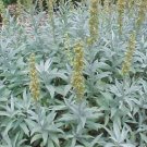 200 seeds prairie sage wormwood fringed sagebrush sagewort artemisia ludovician