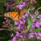 250 seeds purple ironweed vernonia fasciculata flower