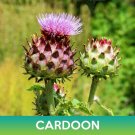 cardoon seeds, cynara cardunculuscardoon cardunculus